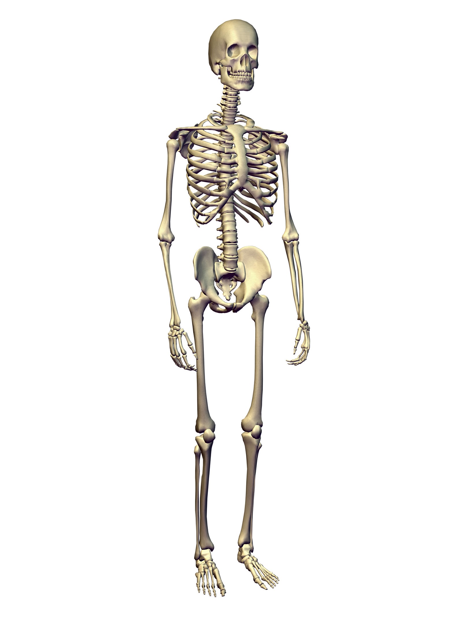 人体骨架站立,人体骨骼-翼狐网