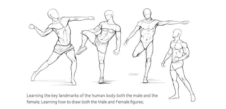 Anatomy Drawing Tips: Perfect Your Figures - Wingfox